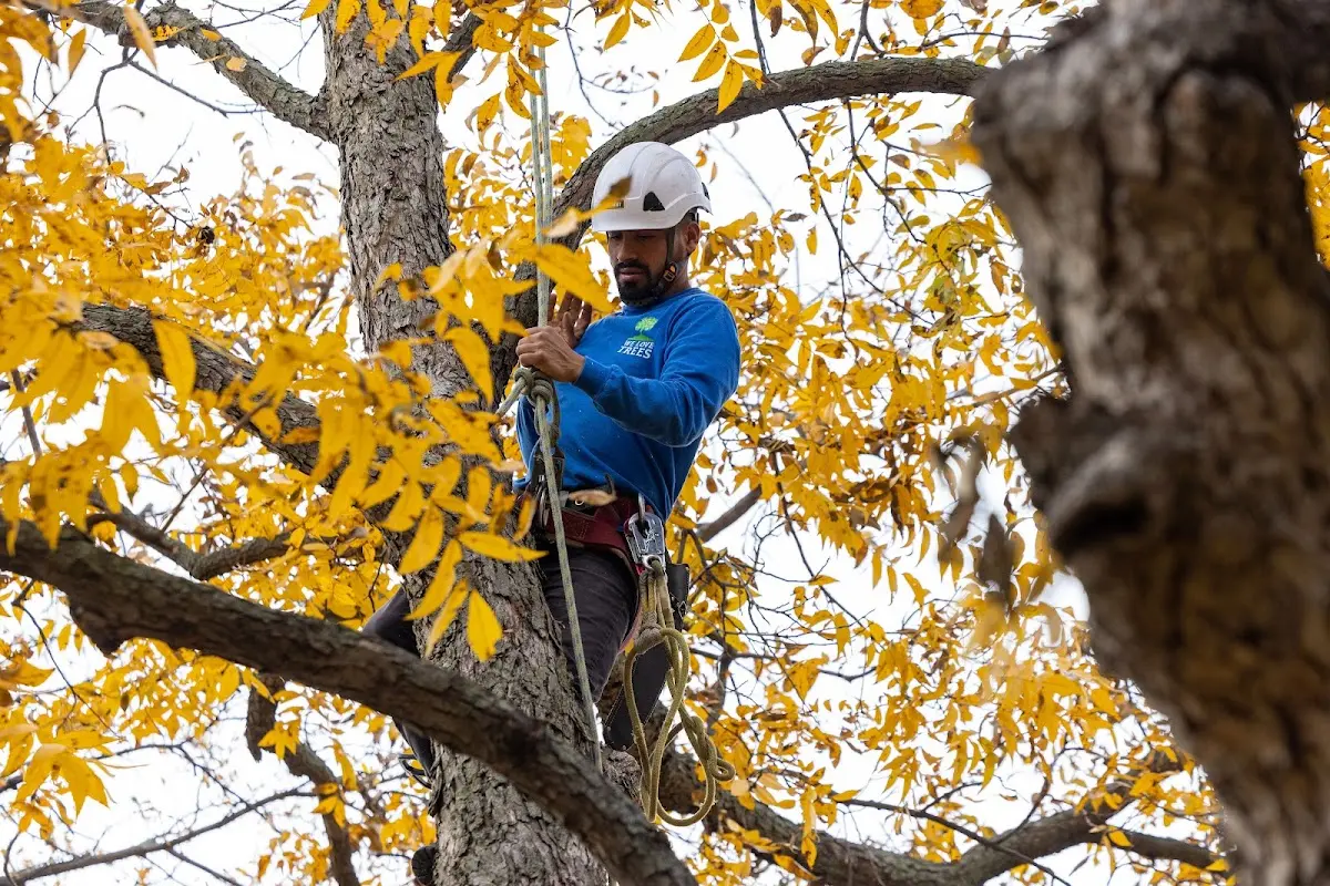 Skilled Tree Planting crew working in Clinton